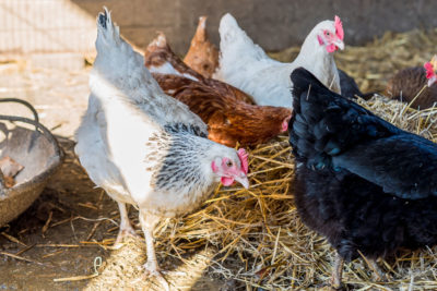 Kerry Creamery Experience Weighing Chickens