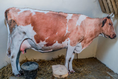 Kerry Creamery Experience Milking Cow