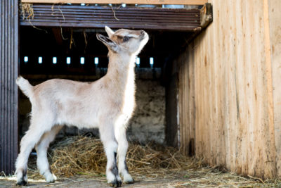 Kerry Creamery Experience Goat