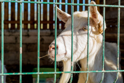 Kerry Creamery Experience Goats and Pets